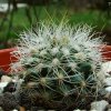 Turbinicarpus _knuthianus_ 01